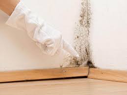 Best Black Mold Removal  in Wildwood Lake, TN